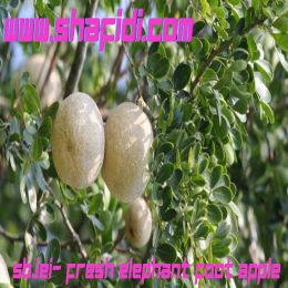 SBJEI- FRESH ELEPHANT FOOT APPLE